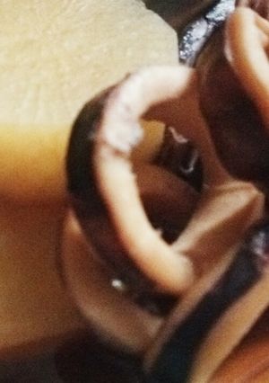 ｲｶ大根-レシピのメイン写真