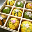 行楽に…✿簡単!彩りおにぎり弁当
