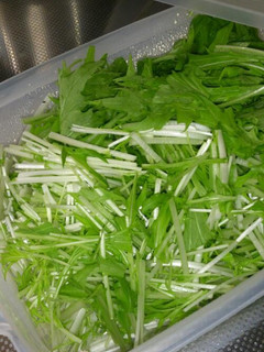 水菜の保存方♪-レシピのメイン写真