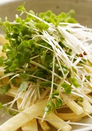 スプラウトのチーズマヨサラダ-レシピのメイン写真