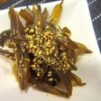 ワカメの茎煮