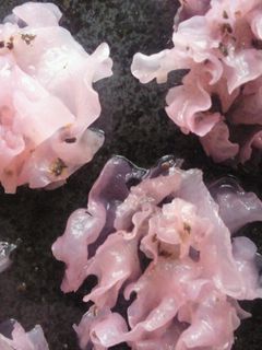 白きくらげ・梅ゆかりで!桜花びら風酢の物-レシピのメイン写真