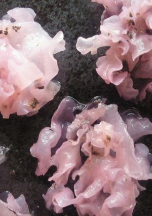 白きくらげ・梅ゆかりで！桜花びら風酢の物-レシピのメイン写真