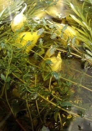 あれにも！これにも！万能 香草オイル-レシピのメイン写真