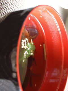 簡単♪塩昆布のお吸い物-レシピのメイン写真