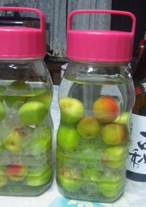 梅酒(芋焼酎:薩摩古秘使用)-レシピのメイン写真