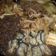 牡蠣のすき焼き