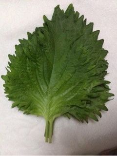 簡単節約☆しその葉の長持ち保存方法☆-レシピのメイン写真