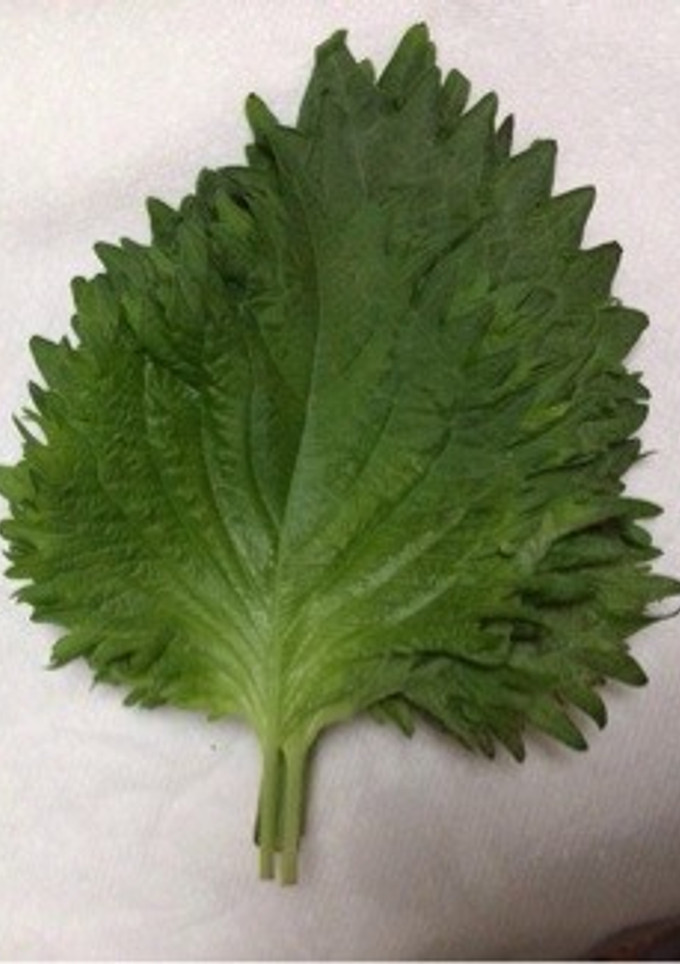 簡単節約☆しその葉の長持ち保存方法☆-レシピのメイン写真