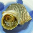 さざえのつぼ焼き 超簡単だよ