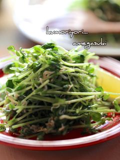 豆苗としらすの胡麻ごまサラダ。-レシピのメイン写真