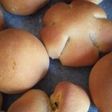 HB使用。うどん用地粉と牛乳のプチパン