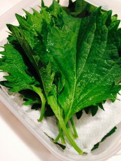 【パリッと長持ち】 大葉(しそ)の保存法-レシピのメイン写真