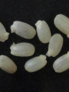 玄米から発芽玄米の作り方-レシピのメイン写真