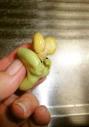 簡単！ゆでそら豆の皮の剥き方-レシピのメイン写真