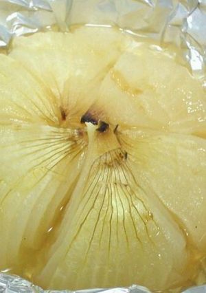 あっま～い！とろとろ新玉の包み焼き-レシピのメイン写真
