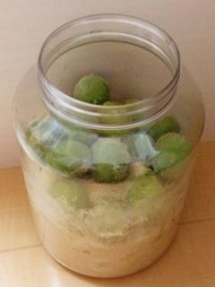 子どもと一緒に梅シロップ-レシピのメイン写真