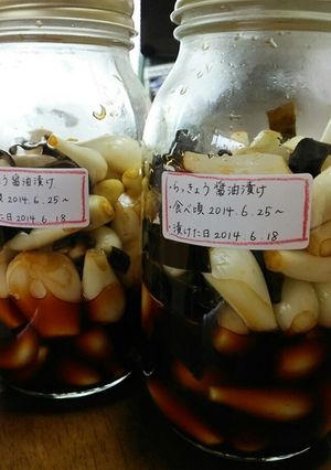 らっきょうの酢醤油漬け-レシピのメイン写真