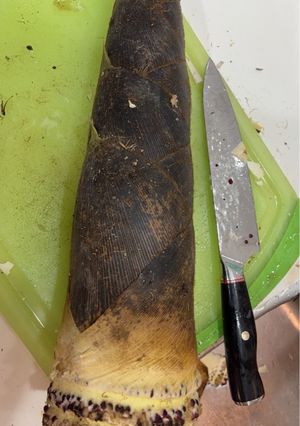 たけのこの下処理-レシピのメイン写真