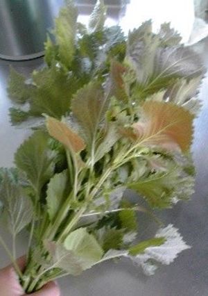 大葉）短時間で大量消費（青じそ-レシピのメイン写真