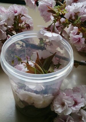 春の幸せ…桜酵母-レシピのメイン写真