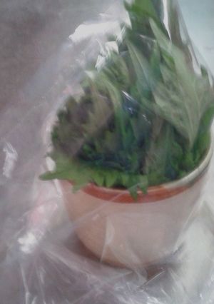 青シソの保存-レシピのメイン写真