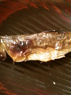 魚焼きグリルde岩魚(イワナ)の塩焼き-レシピのメイン写真