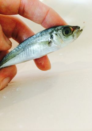 豆あじの処理-レシピのメイン写真