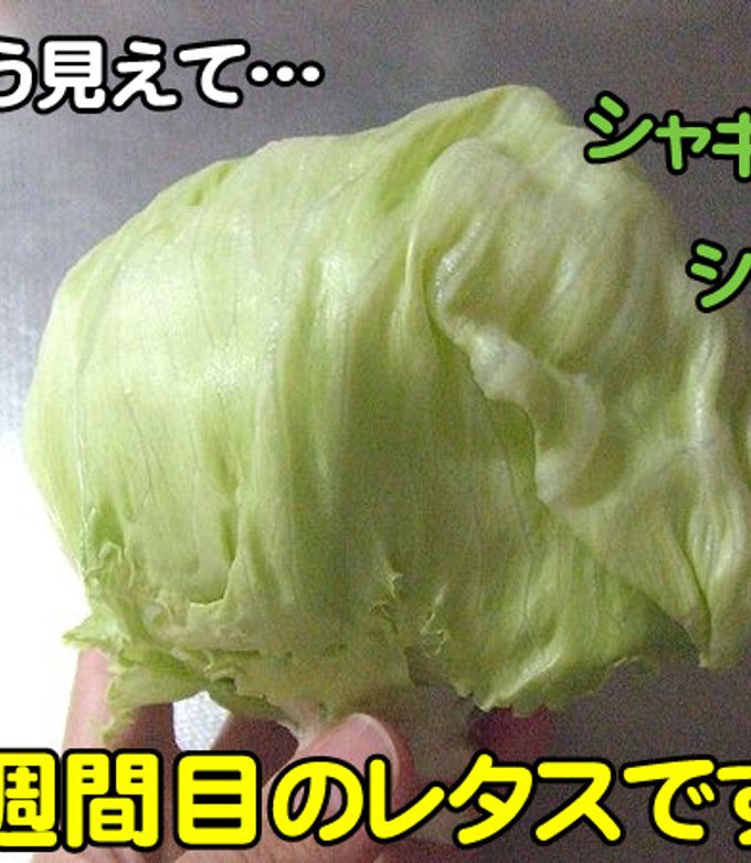 最長3週間!?レタス&キャベツの保存方法-レシピのメイン写真