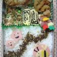 ブンブン弁当