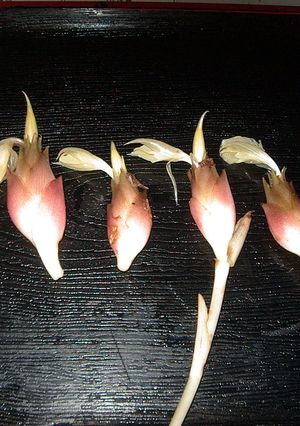 花　ミョウガ-レシピのメイン写真