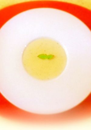 ビシソワーズ-レシピのメイン写真