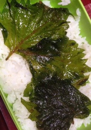 大葉醤油漬け-レシピのメイン写真