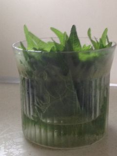 青じその保存-レシピのメイン写真