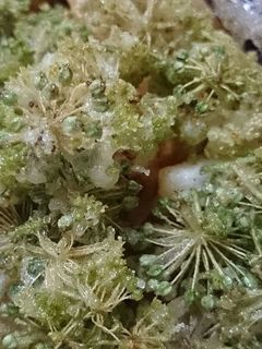 ウドの花と若い実の天ぷら-レシピのメイン写真