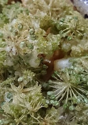 ウドの花と若い実の天ぷら-レシピのメイン写真