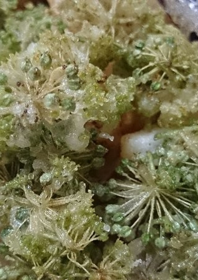 ウドの花と若い実の天ぷら-レシピのメイン写真