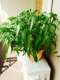 ベランダ育ち空芯菜の炒め-レシピのメイン写真