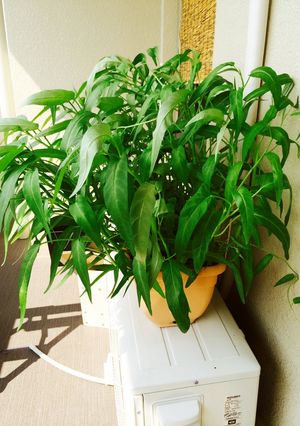 ベランダ育ち空芯菜の炒め-レシピのメイン写真