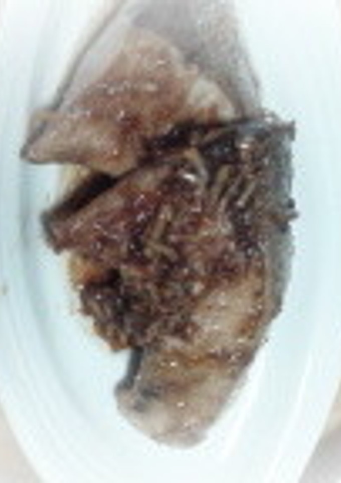 鮎さん家のぶりのしょうが焼き-レシピのメイン写真