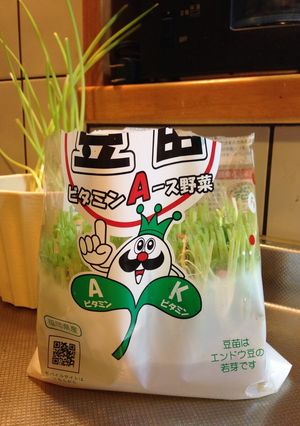 豆苗育て方-レシピのメイン写真