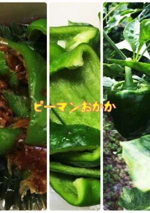 お弁当に! ピーマンのおかか和えレンジで-レシピのメイン写真