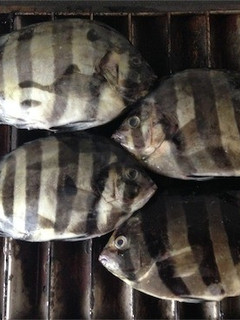 シマダイ塩焼き-レシピのメイン写真