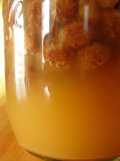 レーズン酵母液-レシピのメイン写真