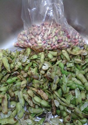 枝豆♪大量保存から色んなお料理に♪-レシピのメイン写真