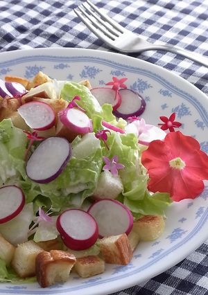 たけのこキャベツみさきのシーザーサラダ-レシピのメイン写真