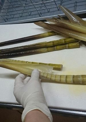 ばーちゃんぬか無しで簡単四万十竹湯がき方-レシピのメイン写真