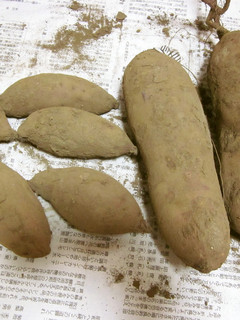 さつまいもの保存方法-レシピのメイン写真