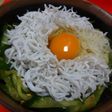 ランチに☆我が家の簡単しらす丼