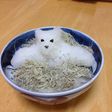 大根おろしシロクマのごはん